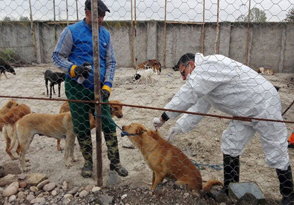 پناهگاه حیوانات بی پناه توسط شهرداری شیروان احداث می شود,